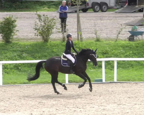 Reitturnier Bülach 2022