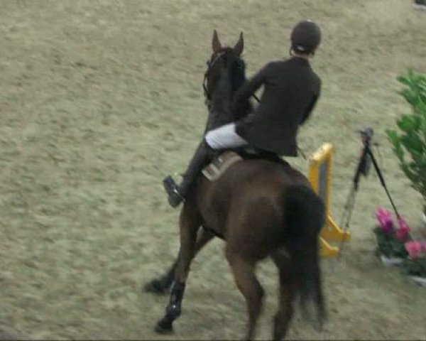 jumper Ladalco 25 (Hanoverian, 1997, from Laptop)