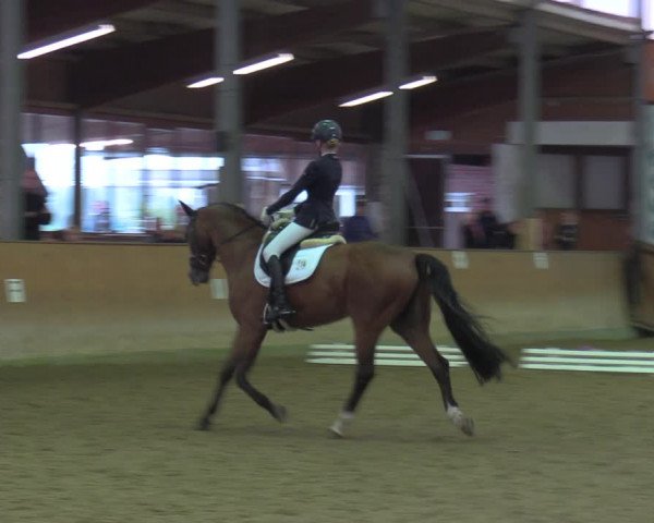 Reitturnier Appelhülsen 2022