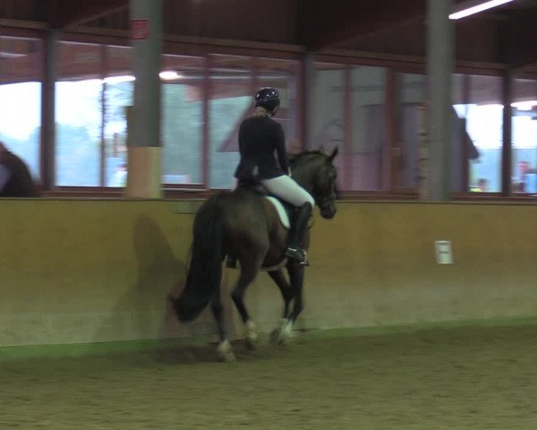 Reitturnier Appelhülsen 2022