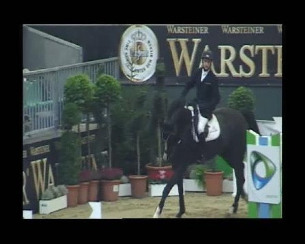 Zuchtstute Eau de Parfum van Overis (Belgisches Warmblut, 2004, von Nonstop)