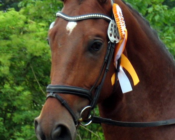dressage horse Friedenstanz (Westphalian, 2007, from Friedensritter)