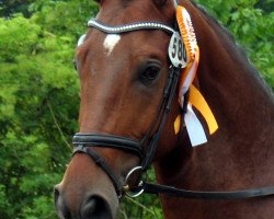 dressage horse Friedenstanz (Westphalian, 2007, from Friedensritter)
