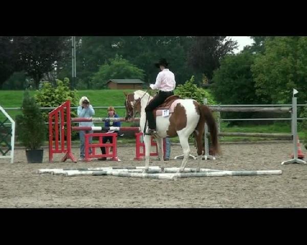 Pferd Angel (unbekannt, 2014)