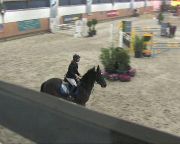 jumper Laconiek (Zangersheide riding horse, 2000, from Lemmod)