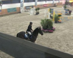 Caballo de salto Laconiek (Zangersheide Reitpferd, 2000, de Lemmod)
