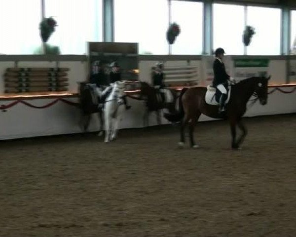 broodmare Rosi (German Riding Pony, 1988, from Opal B 70)