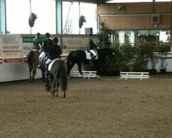 dressage horse Felix 1902 (Westphalian, 2003, from Fiano) dressage horse Felix 1902 (Westphalian, 2003, from Fiano)
