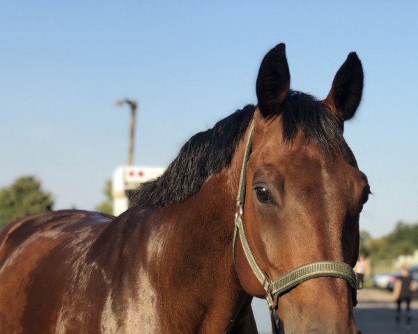 jumper Action T (Hanoverian, 2006, from Adlantus As FRH)
