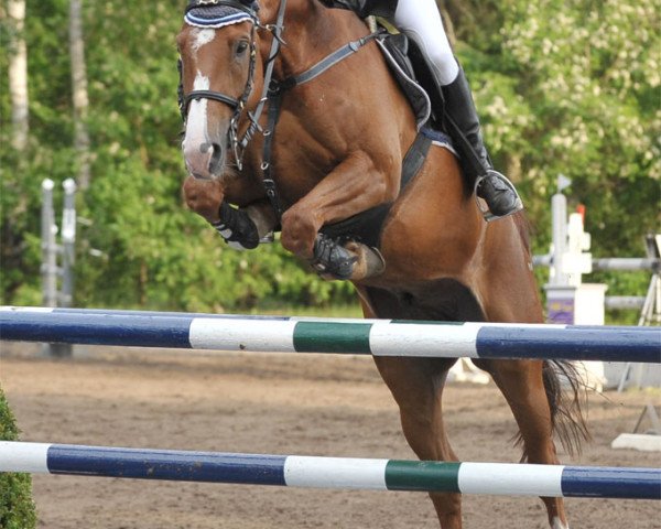 jumper Azano y Diaz (Hanoverian, 2002, from Alabaster)
