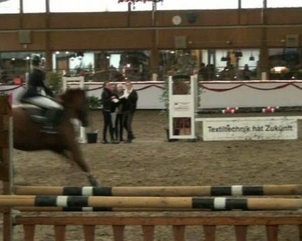 jumper Dunja (Westphalian, 1995, from Daenenkoenig)