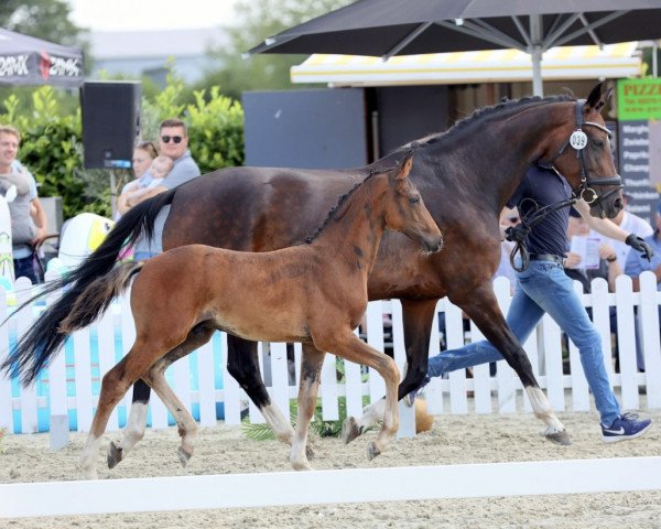 horse Everglow K (Westphalian, 2022, from Ellis NRW)