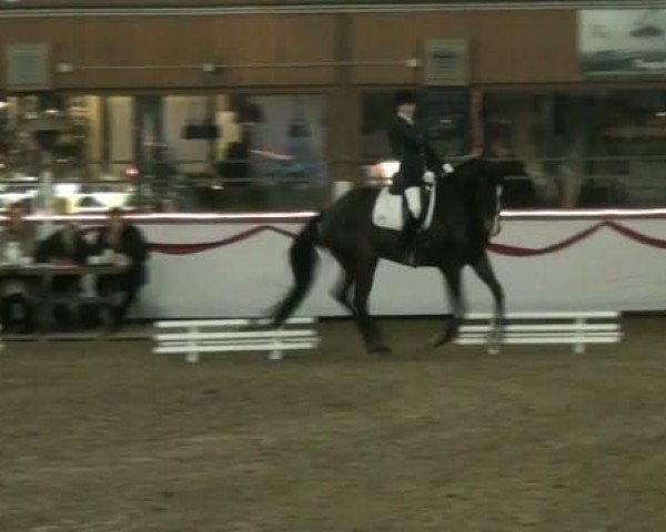 Pferd Prince Henry 2 (Hannoveraner, 2005, von Prince Thatch xx)