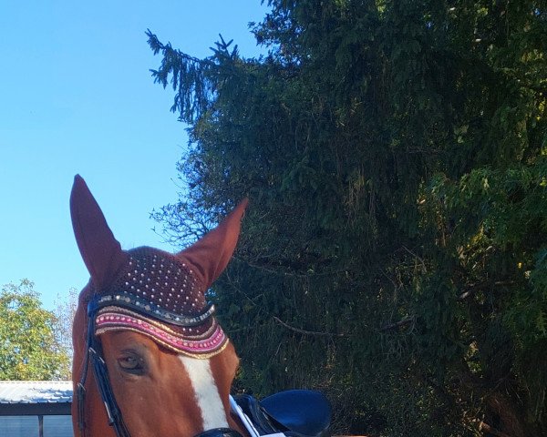 horse Okidsu Van De Fruitkorf (Belgian Warmblood, 2014, from Emerald van 't Ruytershof)
