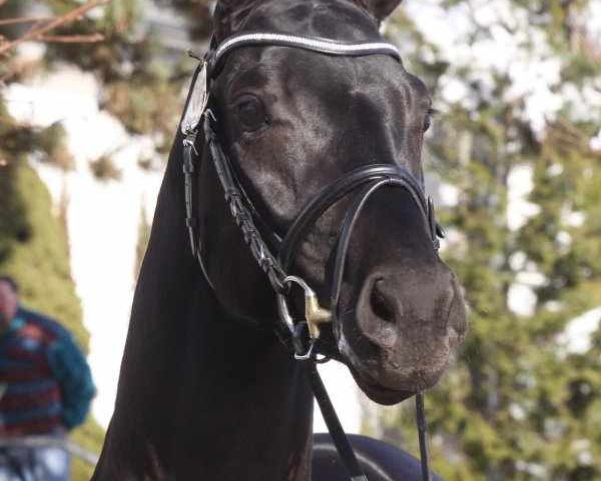 stallion Strahlemann (Oldenburg, 2007, from Sandro Hit)