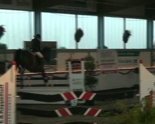 Springpferd Landor 42 (Oldenburger, 2003, von Ludwig von Bayern 168 FIN)