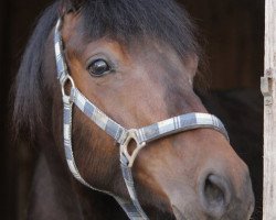 Dressurpferd Libero (Deutsches Reitpony, 2006, von Loriot)
