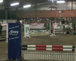 jumper Tessa (German Riding Pony, 1995, from Top Gun I)