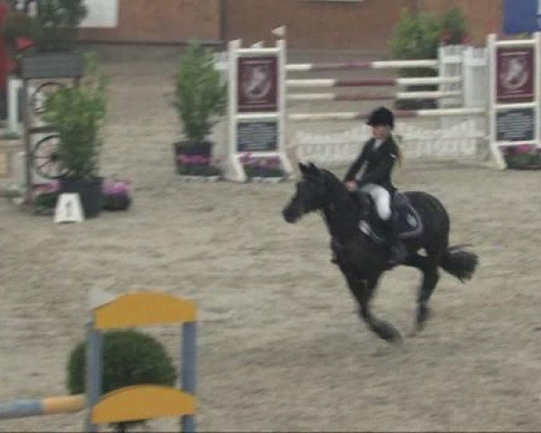 horse Cinderella 513 (German Riding Pony, 2001, from Mariano)
