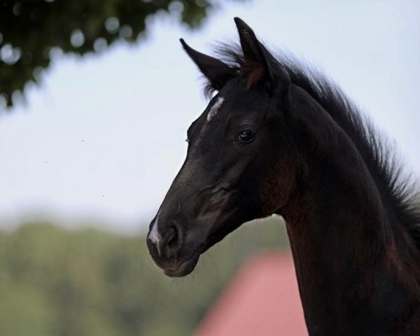 horse Global Dale (German Sport Horse, 2022, from Glamourdale)