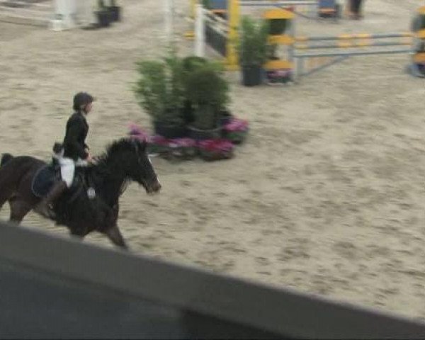 Springpferd Camira Sue (Hannoveraner, 2001, von Charon)