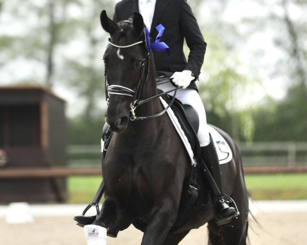 dressage horse Dora lee (Westphalian, 2013, from Depeche Mode)