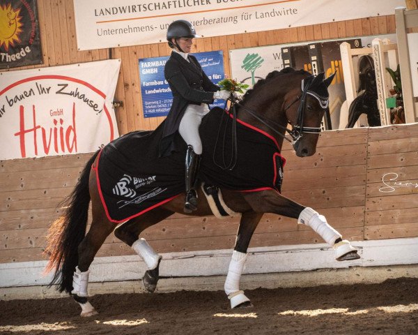 dressage horse Bentley 102 (Hanoverian, 2012, from Bretton Woods)