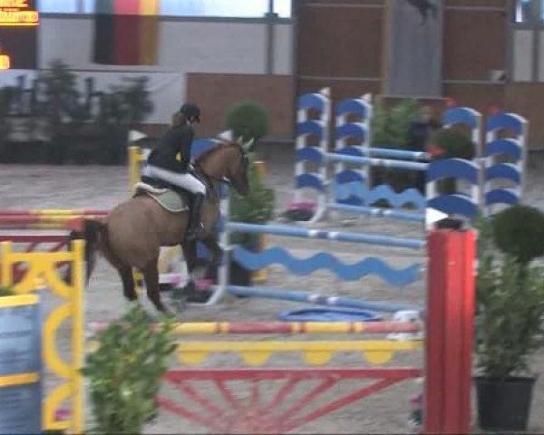 jumper Piccolino 66 (Westphalian, 2002, from Praktiker)