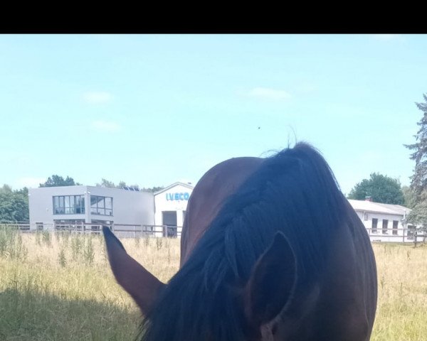 horse Reden ist Silber (German Riding Pony, 2020, from Proud Rocketti)