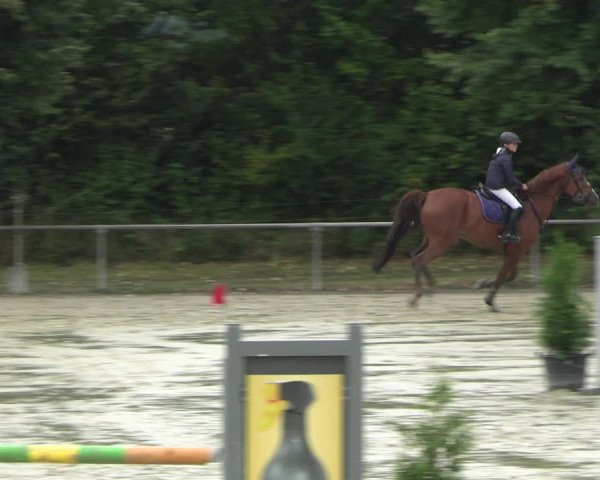 Reitturnier Appelhülsen 2022