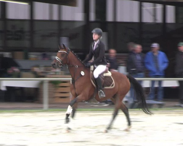 Reitturnier Appelhülsen 2022