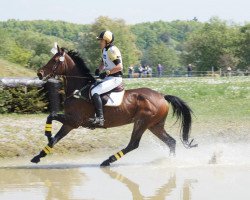 broodmare Chica B (Hanoverian, 2002, from Contendro I)