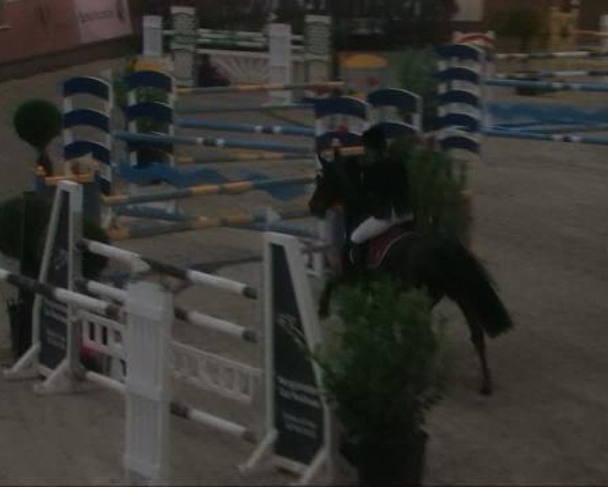 horse Valou 2 (KWPN (Royal Dutch Sporthorse), 2002, from Gran Corrado)