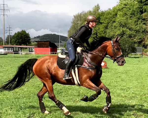 Pferd Christrose (Württemberger, 2015, von Christ)
