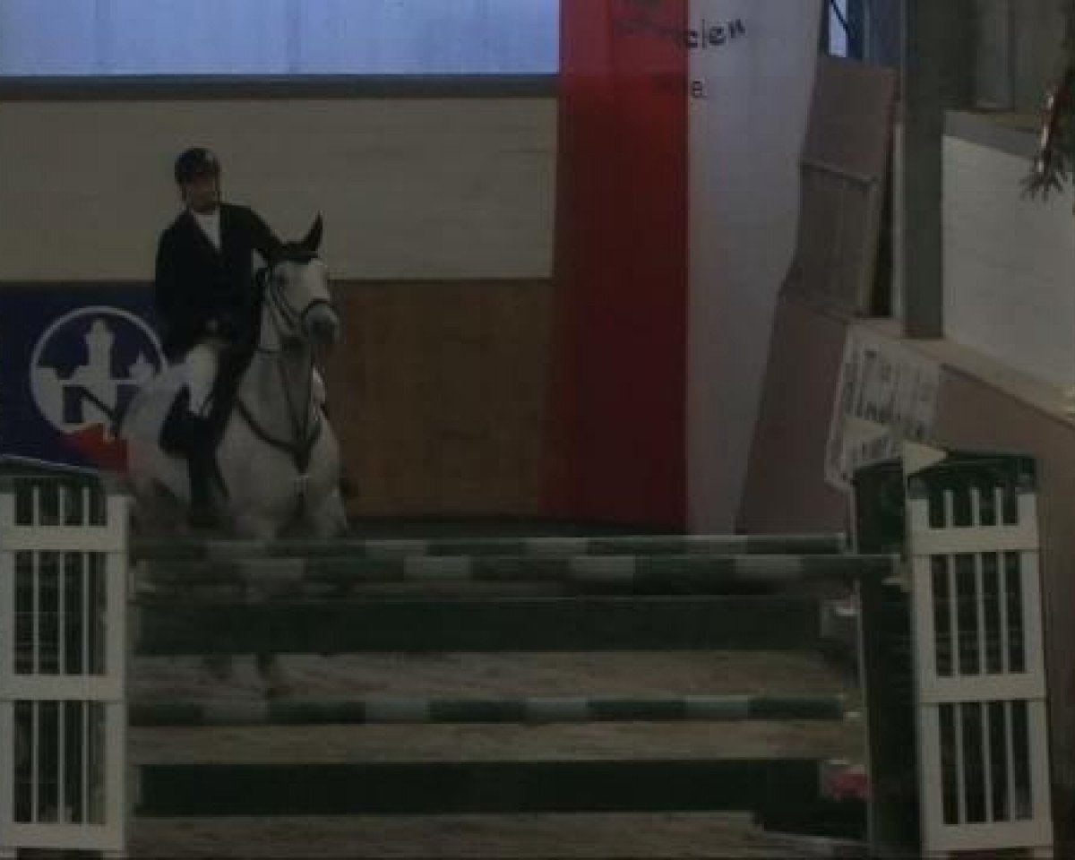 broodmare Ciao Bella 5 (Holsteiner, 2004, from Chambertin)