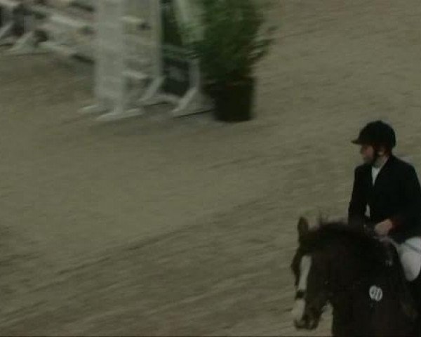 Springpferd Hinde (Belgisches Reitpony, 2003, von Hoppenhof's Victor)