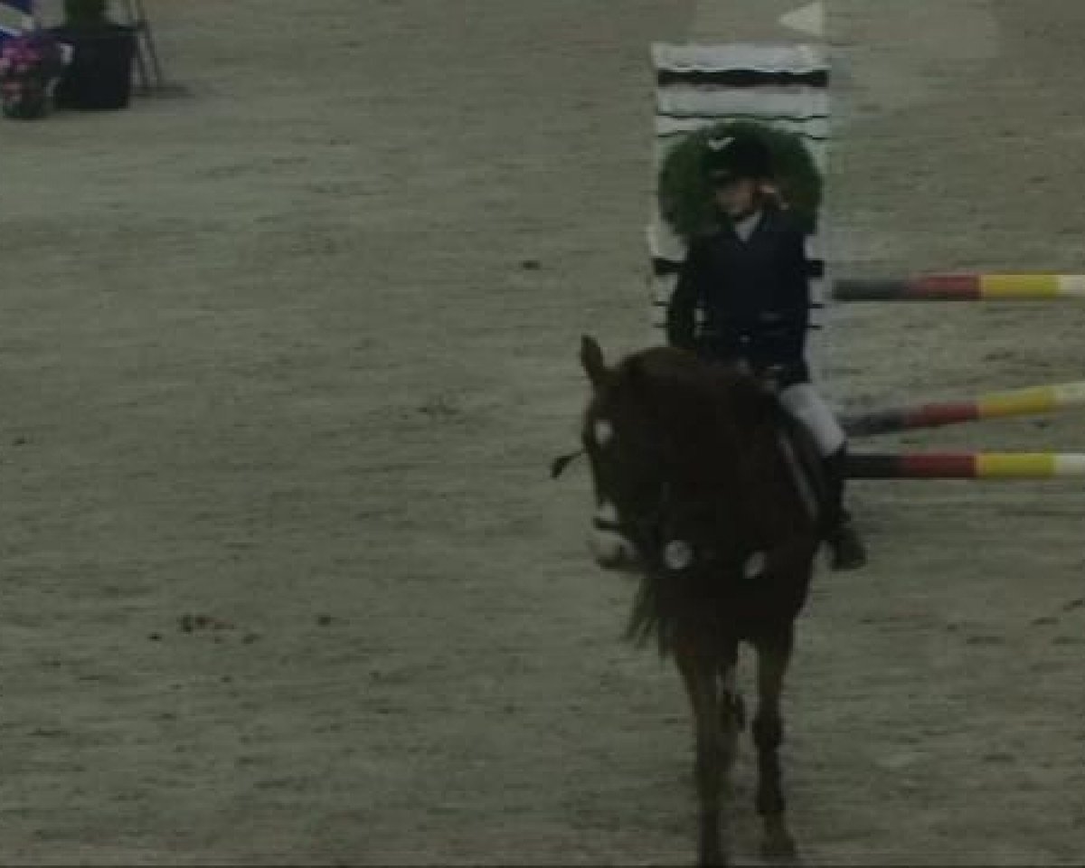 jumper Emily Erdbeere (German Riding Pony, 2002, from Golden Dream R)