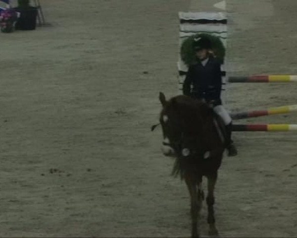 jumper Emily Erdbeere (German Riding Pony, 2002, from Golden Dream R)