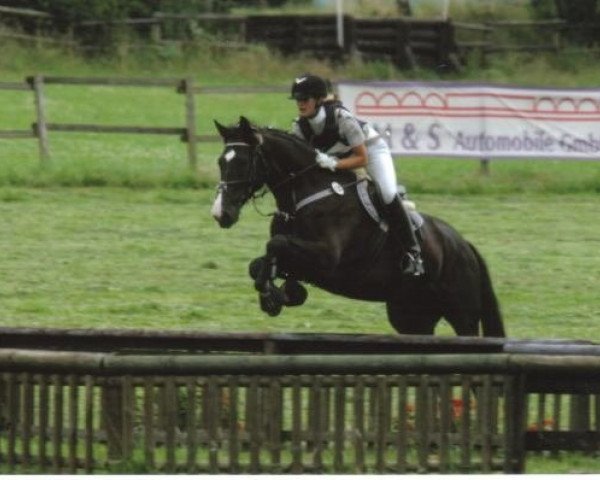 jumper Firestorm 2 (Westphalian, 2000, from Foxiland xx)