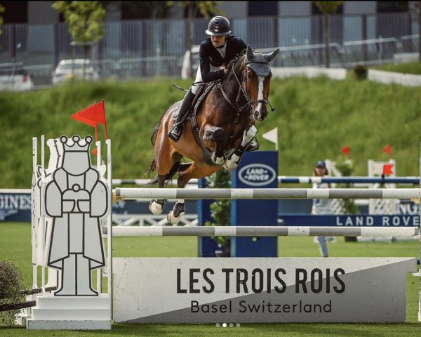 Springpferd Hands Up For Cara Sl (KWPN (Niederländisches Warmblut), 2012, von Amulet)