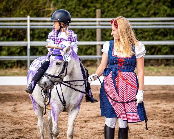 horse Elegante Francesco (Welsh Partbred, 2011)