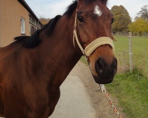dressage horse High Energy 5 (Hanoverian, 2002, from Hohenstein I)