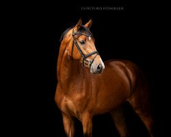 stallion Veyron von Falkenhöh (Hanoverian, 2018, from Verdi)