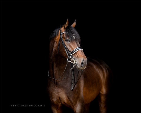 stallion Rosenfels (Hanoverian, 2010, from Blue Hors Romanov)