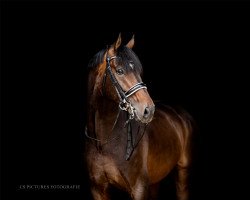 Deckhengst Rosenfels (Hannoveraner, 2010, von Blue Hors Romanov)