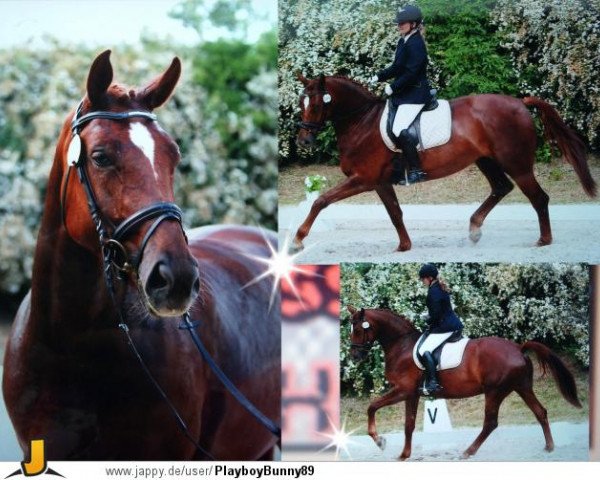 Zuchtstute Royal Dream Girl J (Deutsches Sportpferd, 2007, von Samba Ole)