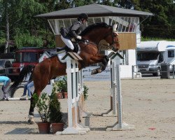 Springpferd Hiszpan (Polnisches Warmblut, 2001, von Lavendel)