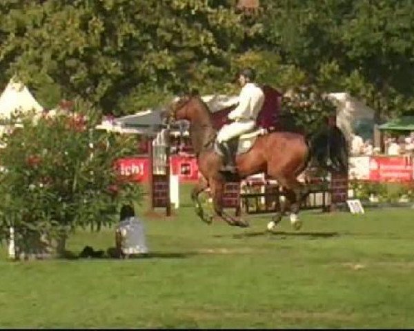 broodmare Utopia 37 (Belgian Warmblood, 1997, from Wiensender)