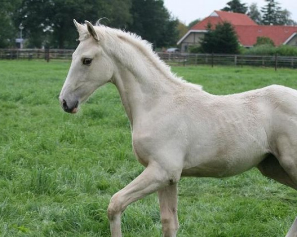 broodmare Mc Jewel (Nederlands Rijpaarden en Pony, 2011, from McJonnas)