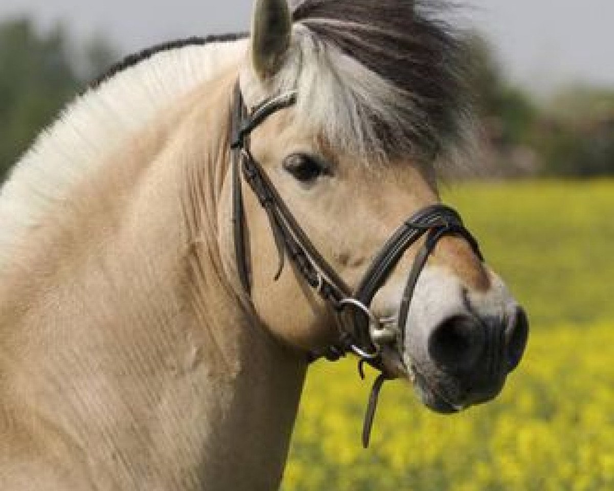stallion Kjarson (Fjord Horse, 1997, from Kvest Halsnæs)